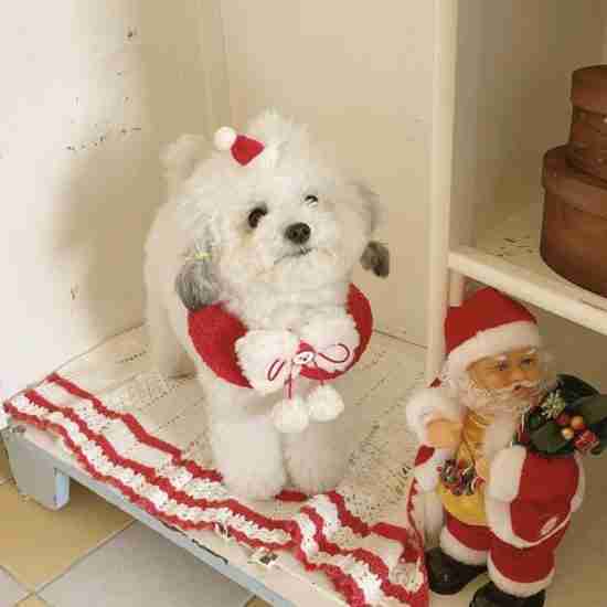 Festive Pet Bandana (Christmas Bow Tie) - 相册1