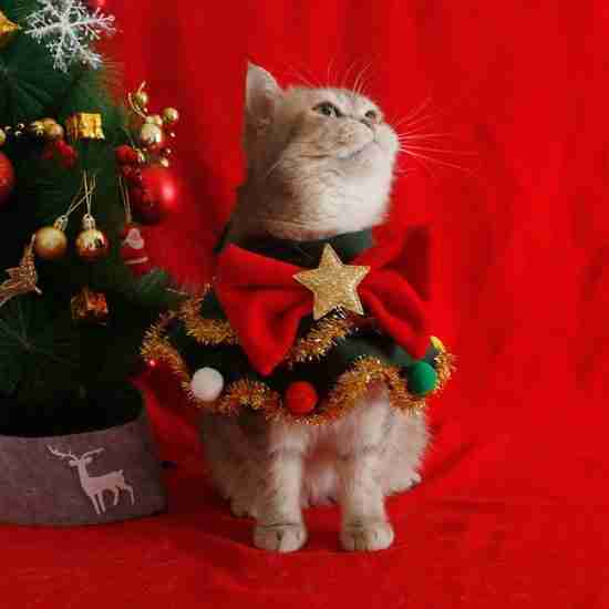 Christmas Scarf & Hat Set - 相册1