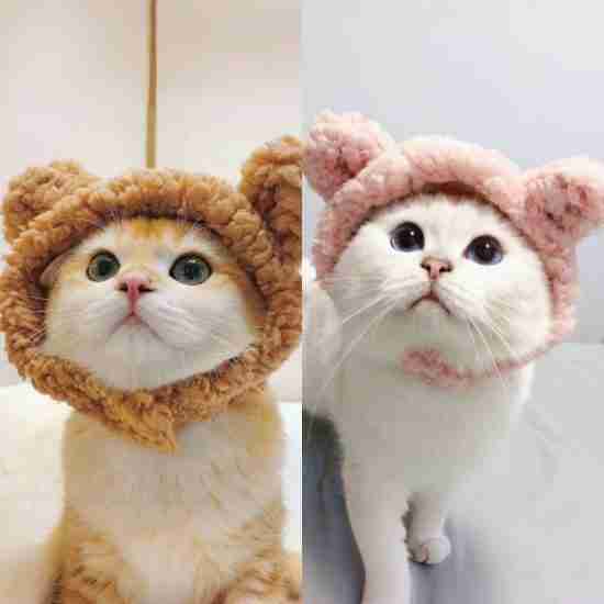 Cute Costume Hat for Pets - 相册3