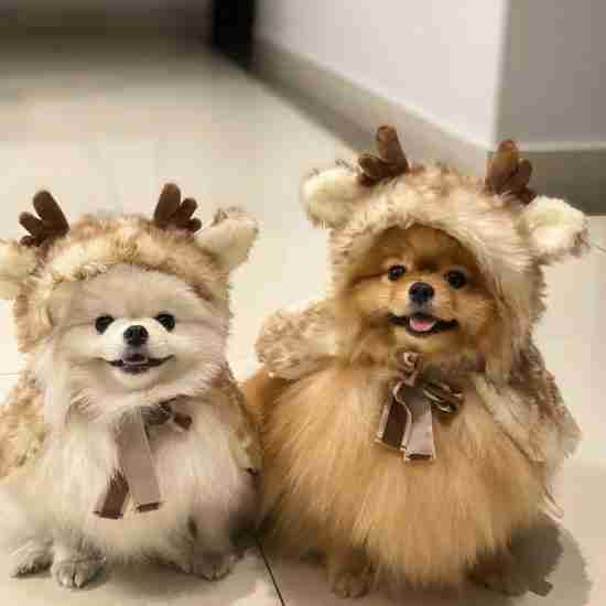 Christmas Reindeer Cape for Pets - 相册3 Christmas Reindeer Cape for Pets - 相册3