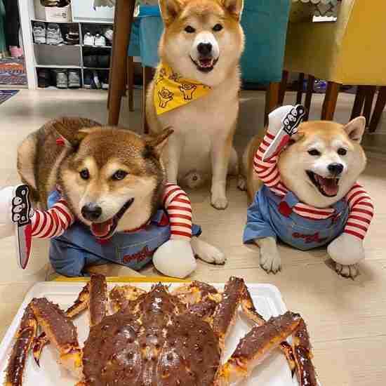 Costume Outfit for Small & Medium Pets - 相册1