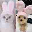 Cute Costume Hat for Pets - 相册2