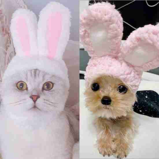 Cute Costume Hat for Pets - 相册2