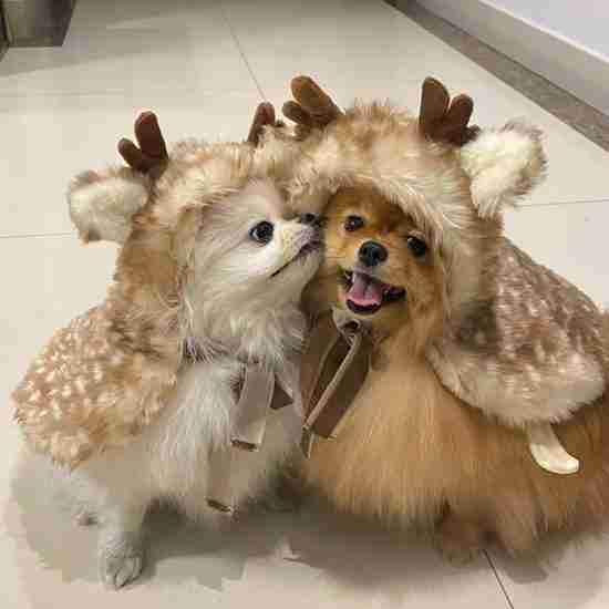 Christmas Reindeer Cape for Pets - 相册1 Christmas Reindeer Cape for Pets - 相册1