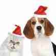 Christmas Cute Hat for Pets - 相册3