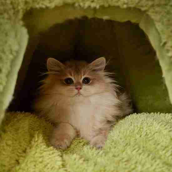 New Autumn/Winter Monster Pet Bed - Warm Wholesale - 相册3